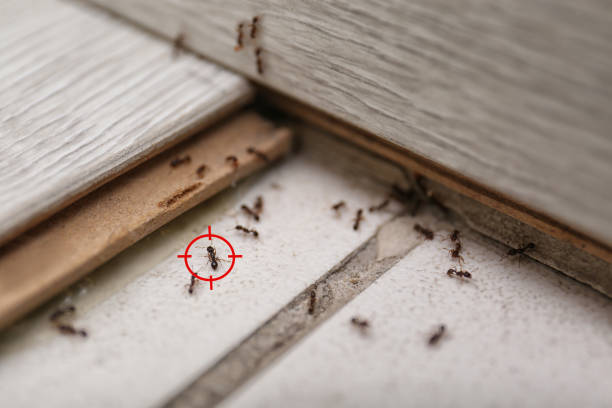 Best Best Pest Control Companies  in Amesti, CA