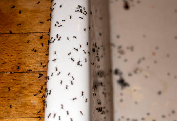 Best Cockroach Control Services  in Amesti, CA