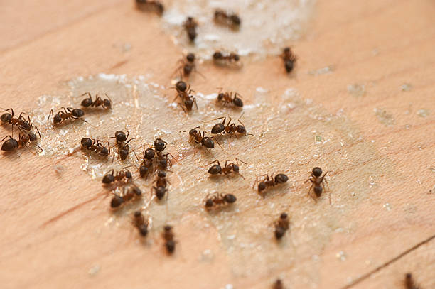 Best Ant Control Services  in Amesti, CA