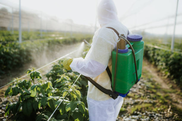 Best Rat Extermination Near Me  in Amesti, CA